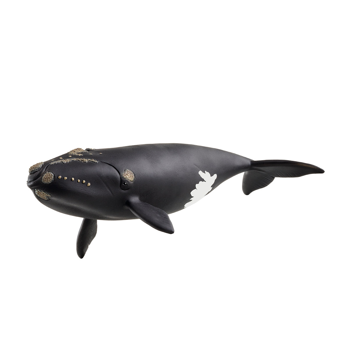 Baleine noire de l'Atlantique Nord