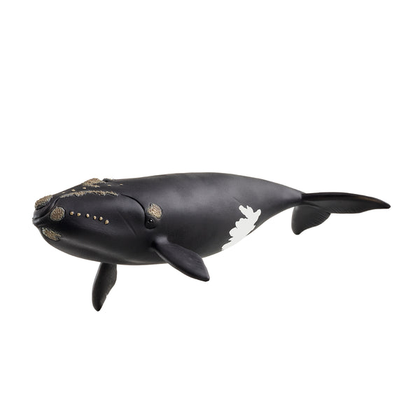 North Atlantic Right Whale 14878 | Schleich USA Inc.