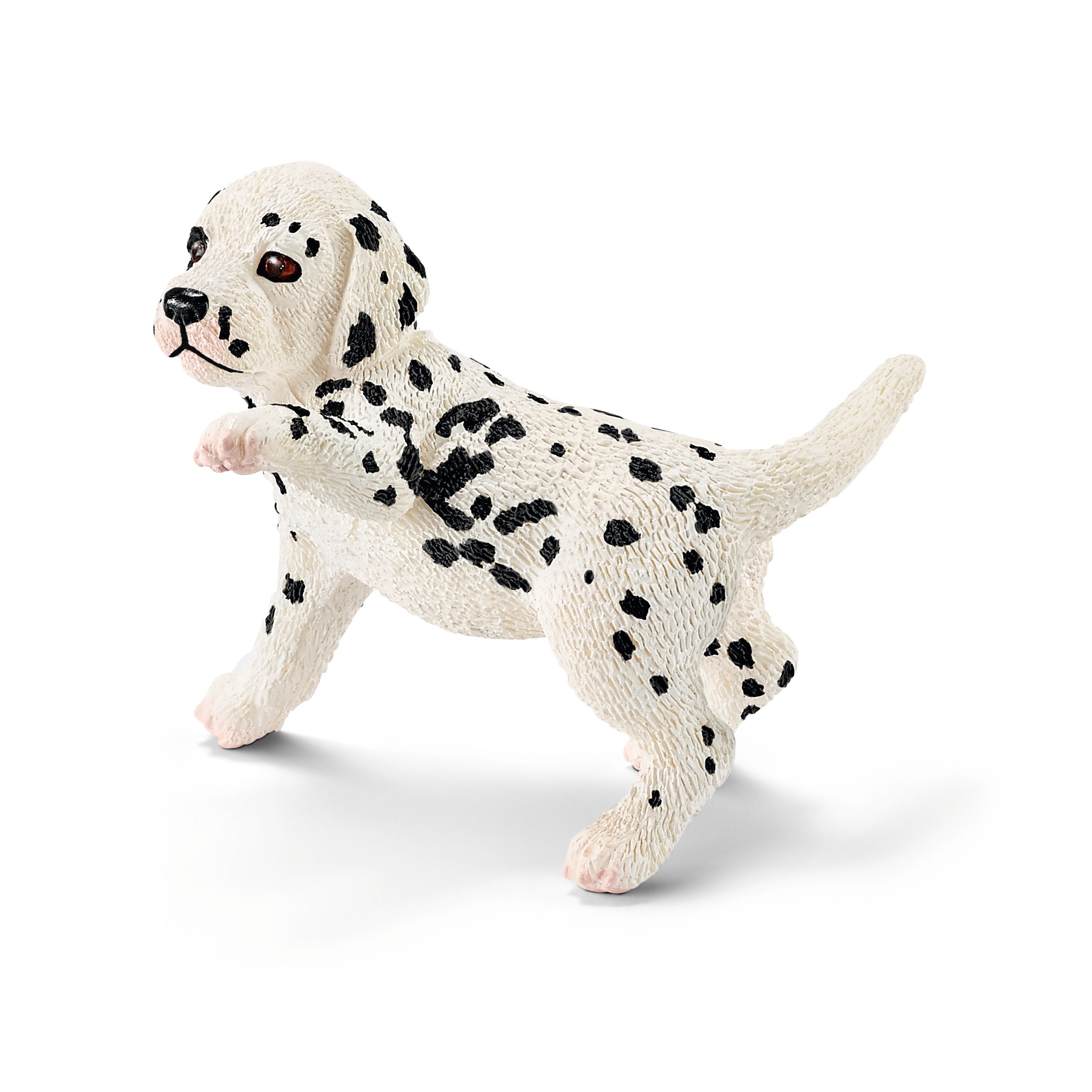 Dalmatian puppy