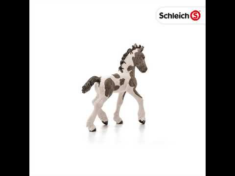 Tinker foal 2024