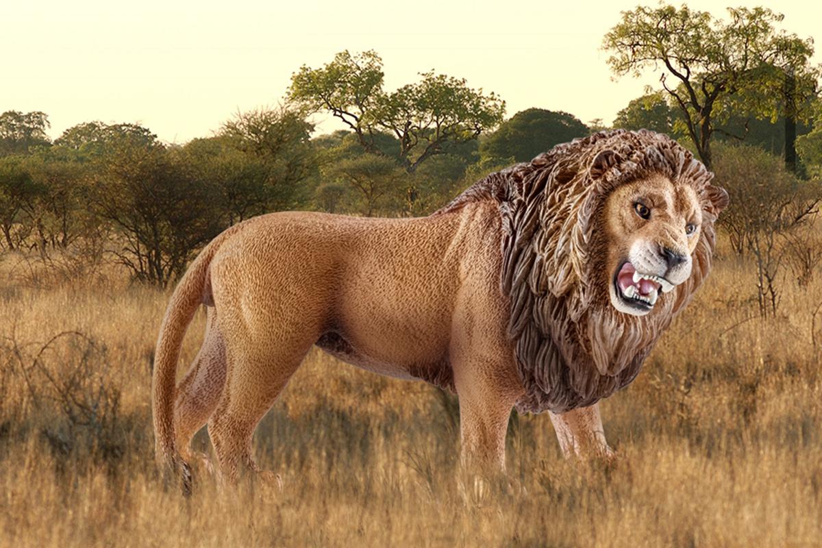 Schleich® 14726, Lion, roaring - The Happy Lark