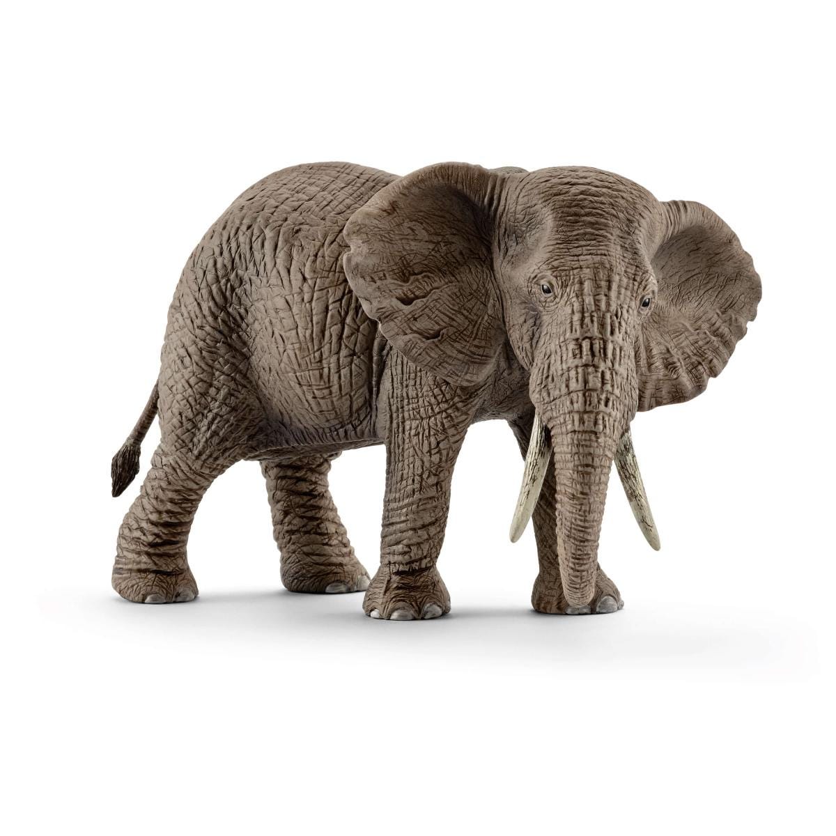 Éléphant d'Afrique, femelle